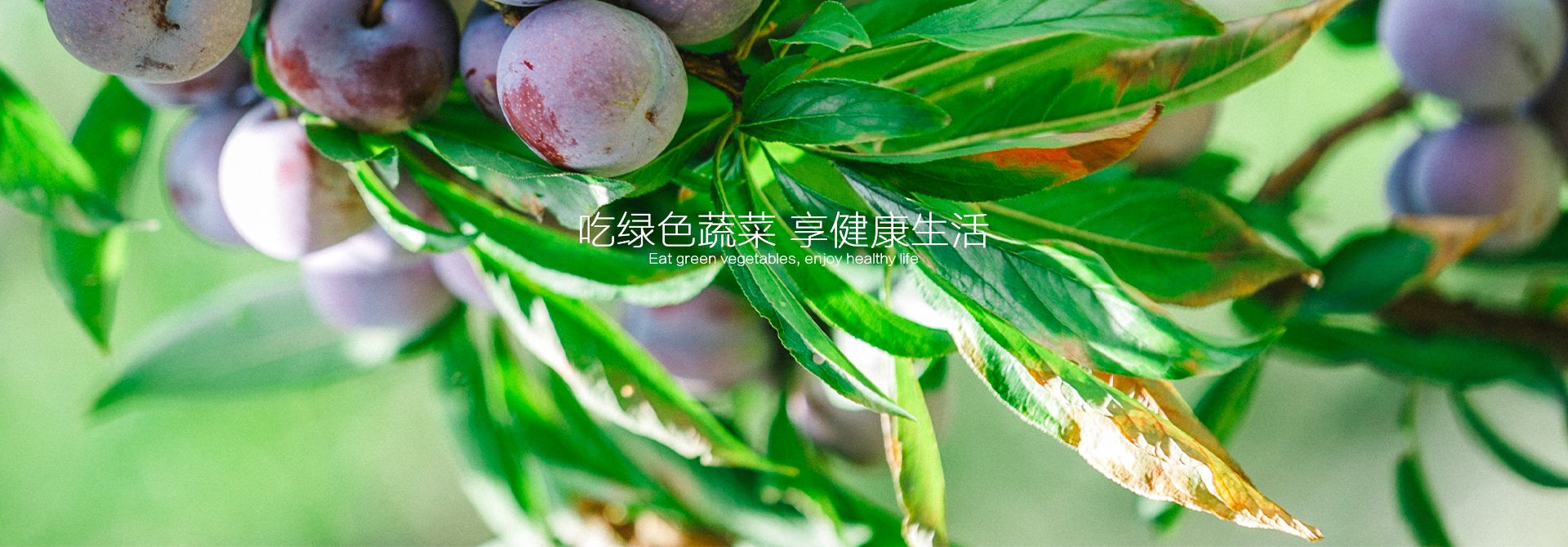 幻灯3